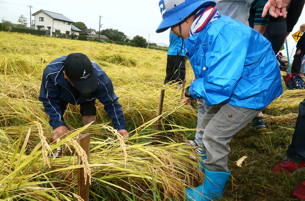 君津 お米収穫祭